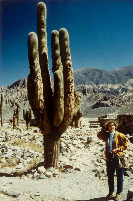 AR90_15_siv_tilcara_a.jpg - Nice cactus at Pucara de Tilcara