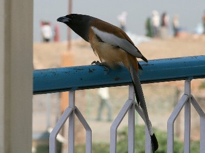 Rufous treepie