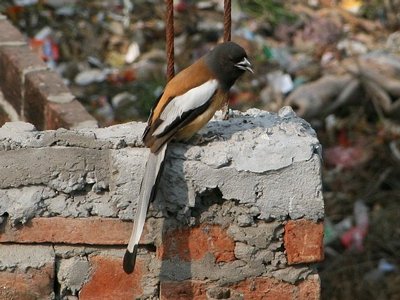 Rufous treepie