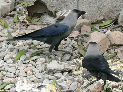 Crows?