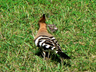 Hoopoe in Khajuraho