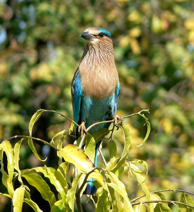 Mystery bird