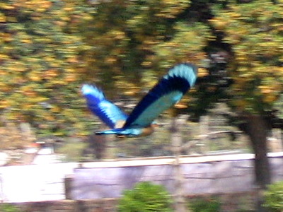 Mystery bird
