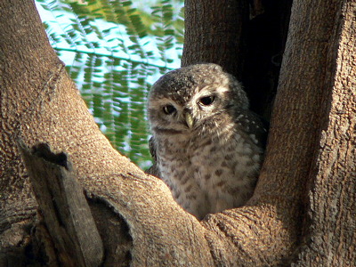 Owl