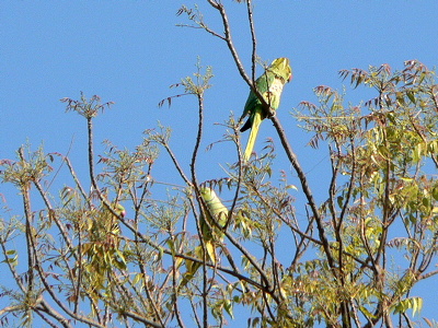 Parakeets
