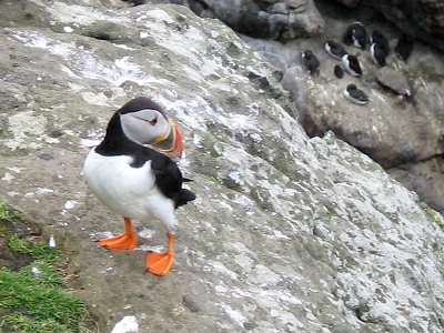 Puffin on rock