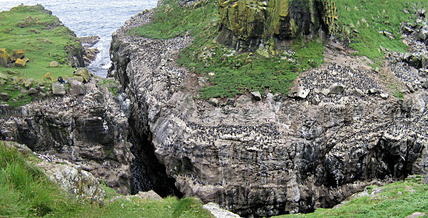 Gazillions of puffins