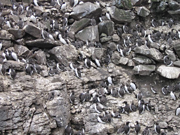 Birds galore