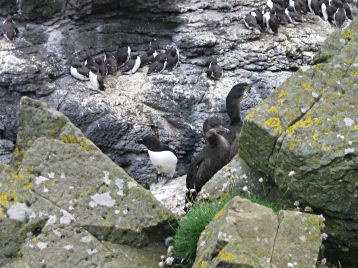 Guillemots