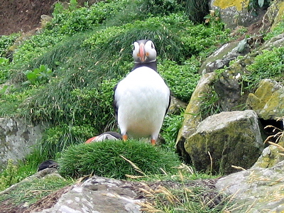 Watching puffin