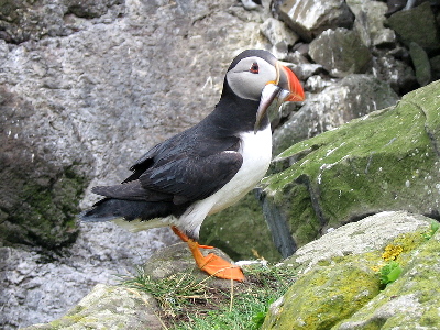 Puffin