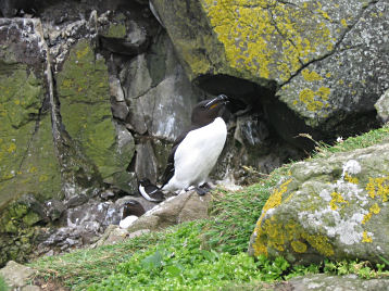 Razorbill