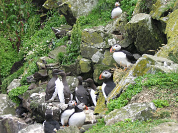 Puffin family
