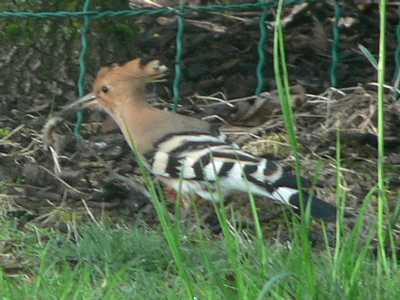 Hoopoe in Genas