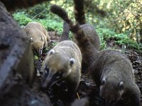 What are these strange animals?