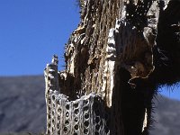 Cactus wood