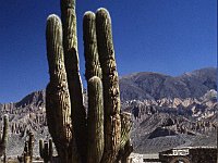 Tourist with big cactus