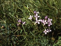 Flowers here too, though fewer than on the other side. Wonder why.  sj88 37b066