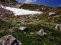 Barely visible, thousands of Silberwurz cover large areas of the Joch.  sj95 54b055bb