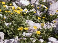 Flowers are wonderful on this walk -- as on all of them. But this altitude, about 2000m, seems to produce really amazing examples, llike these small yellow flowers growing among the rocks.  sj81 19b022