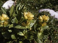 Gelbe Enzian (yellow gentiane), the ones used for the eau de vie  sj81 19b028