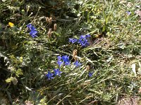 Zwergenzian (dwarf gentiane) of an intense blue  sj81 19b031