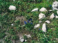 And the Totalp is not dead at all, but covered with a profusion and variety of flowers not often found 1000-2000m lower. Like these Zwergenzian (dwarf gentian).  br00 gemsluke 06