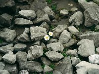 Rocks... and flowers  br00 gemsluke 06a