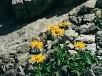 Just yellows, not Arnika  br00 gemsluke 20