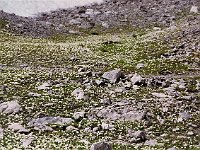 The Totalp is well worth a visit by itself. In spite of the intense rockiness of the area, an extraordinary variety and incredible number of flowers abound here.  br99 totalp 06