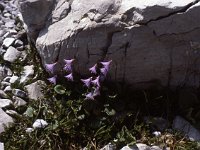 Troddelblume, or Salmonella  sj81 19b053