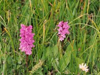 Geflecktes Knabenkraut  BR99 palud orchid a