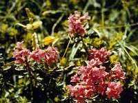 Alpenrosen  br89 gulmasteig 07 a