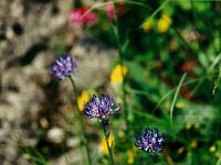 Kugel-Rapunzel  br95 blume 06