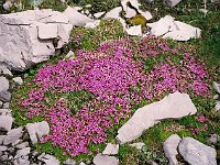 Masses of Gletscher Mannsschild at the Totalp  br99 totalp 20 cr