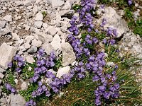 Oodles of Bluebells  br99 totalp 21 cr