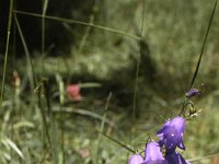 Glockenblume (Blue bells)  sj81 19b015