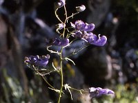 Bunter Eisenhut (Variegated Monkshood)  sj81 19b018 c
