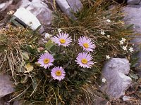 Alpen-Aster  sj81 19b027