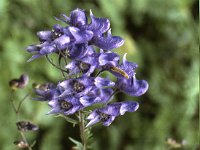 Bunter Eisenhut (Variegated Monkshood)  sj83 22b044 r