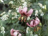 Türkenbund-Lilie (Turk's belt lily)  sj84 25b075 c