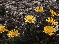 Mountain flowers