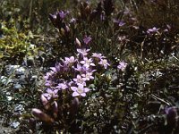 Feld-Kleinenzian, here with five petals  sj86 31b010