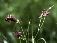 Wald-Akelei (Wood columbine)  sj87 34b004