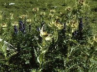 Kratzdistel (Thistle) -- Do not sit on one!  sj88 38a010