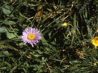 Alpen-Aster  sj89 40a040