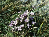 Feld-Kleinenzian, sometimes with four, sometimes with five petals  sj91 46a043