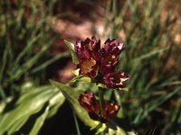 Splendid Purpur-Enzian, the most striking of all gentians we've seen  sj93 49b069