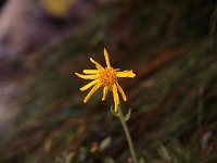 Arnika, rather rarely seen  sj93 50a018