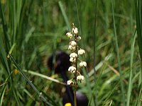Tiny bells  sj95 54b020 b